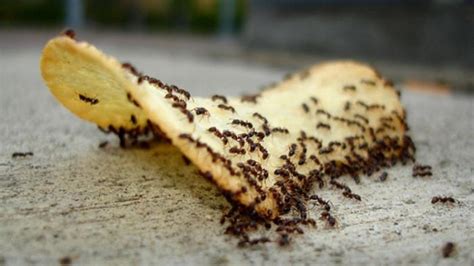 Mimpi semut di makanan  Pastikan kamu membuatnya di atas bak pencuci piring agar tidak merusak furnitur atau